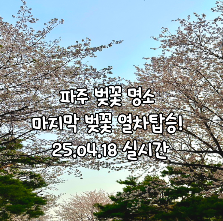  파주 벚꽃명소 오산리기도원 마지막 벚꽃열차탑승!  실시간