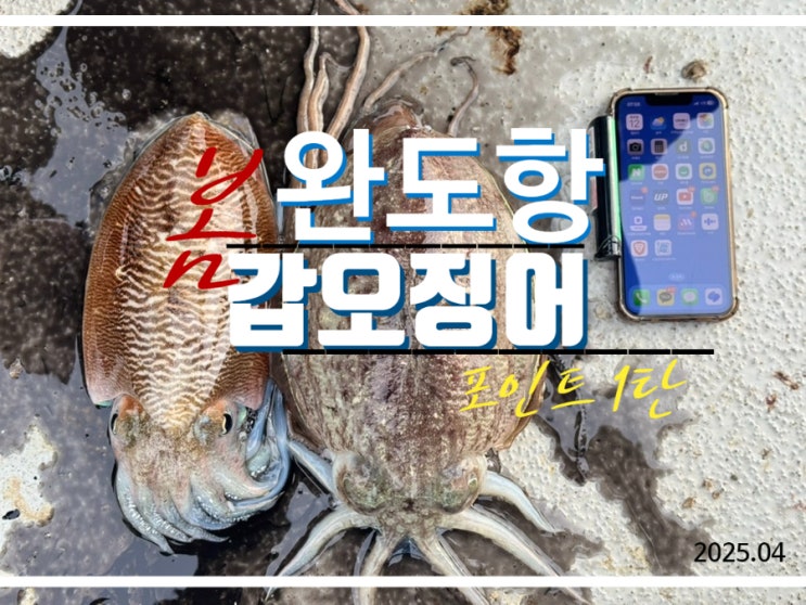  완도항 갑오징어 포인트 신발짝 뽑은 곳 총정리 1탄