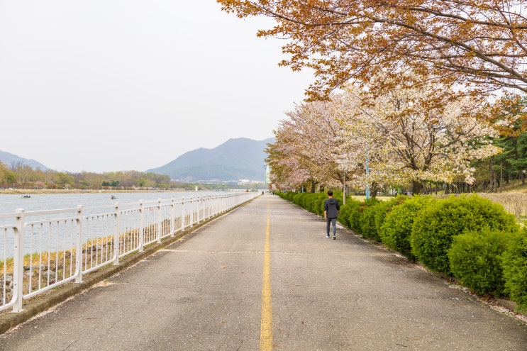 하남 미사 경정공원 겹벚꽃 실시간 주차장