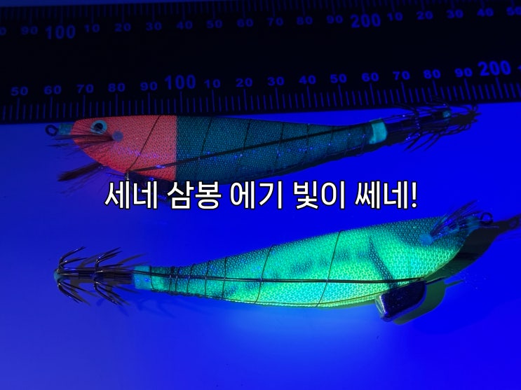  세네 (땅꼬마) 삼봉 에기 톱아보기.