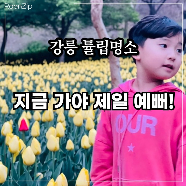  강릉 튤립명소 총정리 지금 가야 예뻐요