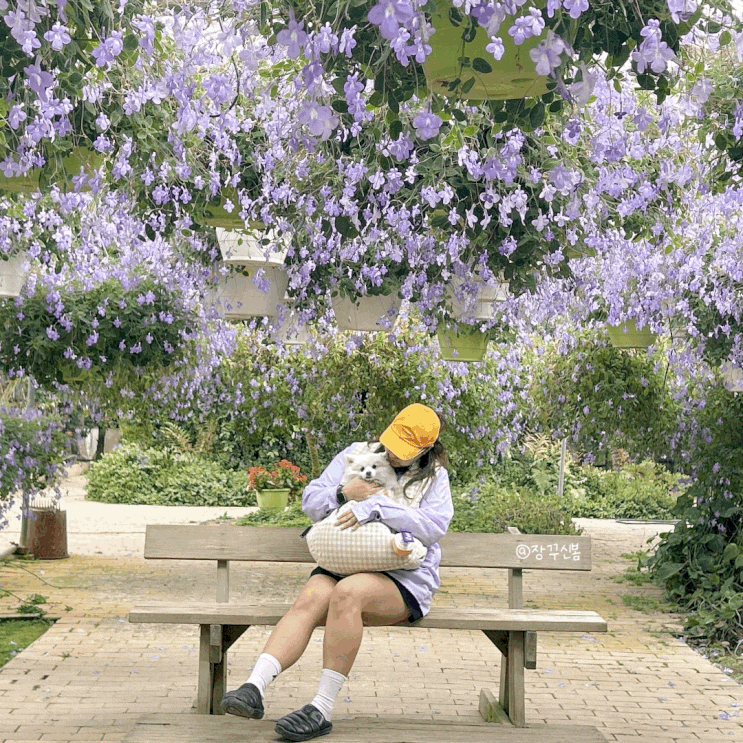 비가 와도 걱정없는 꽃구경 아산 세계꽃식물원 애견동반 비가 와도 걱정없는 꽃구경 아산 세계꽃식물원 애견동반