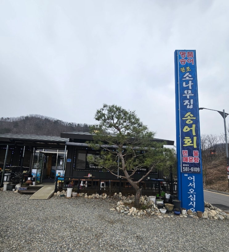  가평 맛집 송어전문 푸짐한 한상 소나무집 송어회