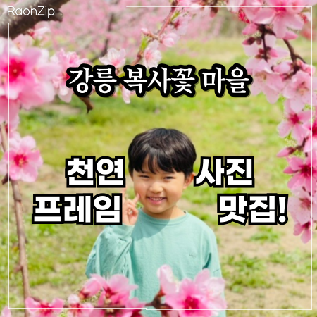  지금 강릉 복사꽃 마을이 가장 예쁠 때