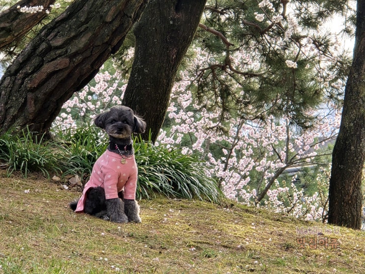  대전 4월 벚꽃 명소 산책코스 추천, 우암사적공원·동춘당공원·탄동천 벚꽃길