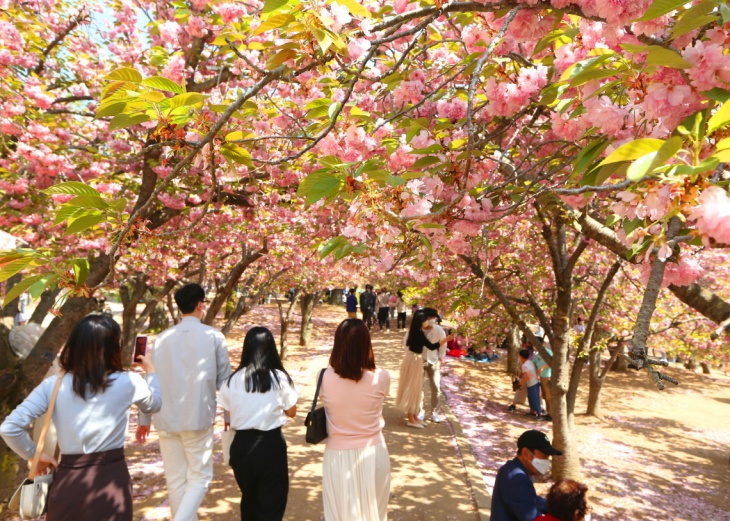  경주 불국사 공원 겹벚꽃 만개