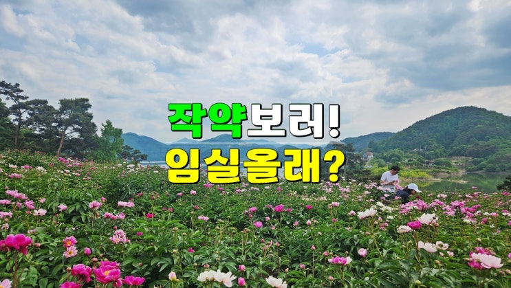 5월 연휴 추천 여행지 작약꽃명소 · 임실 옥정호 작약꽃밭 & 출렁다리 붕어섬생태공원 축제 개화시기 5월 연휴 추천 여행지 작약꽃명소 · 임실 옥정호 작약꽃밭 & 출렁다리 붕어섬생태공원 축제 개화시기