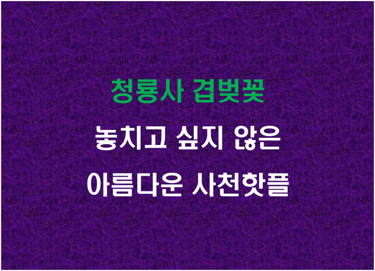  청룡사 겹벚꽃, 놓치고 싶지 않은 아름다운 사천핫플