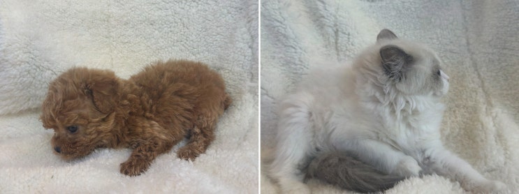  [리뷰] 빅토리아펫 강아지고양이 잠실점, 잠실고양이분양으로 행복한 입양!