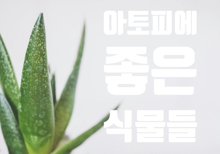 아토피에 도움 되는 식물, 실내 공기를 깨끗하게!