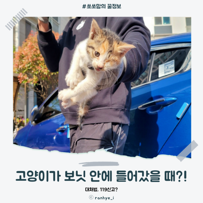 고양이가 보닛에 들어갔을 때 어디에 전화해야 할까, 대처법 정리