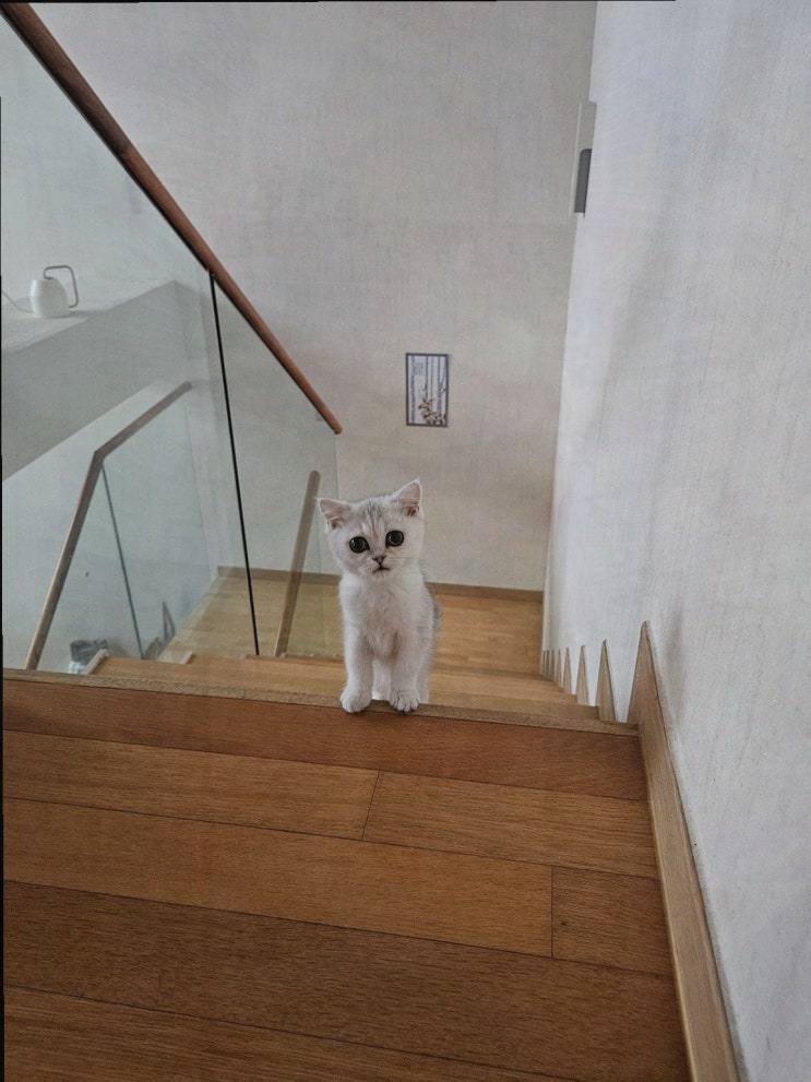  대전고양이분양을 원하신다면? 퍼스트캣 대전점에서 만나보세요!