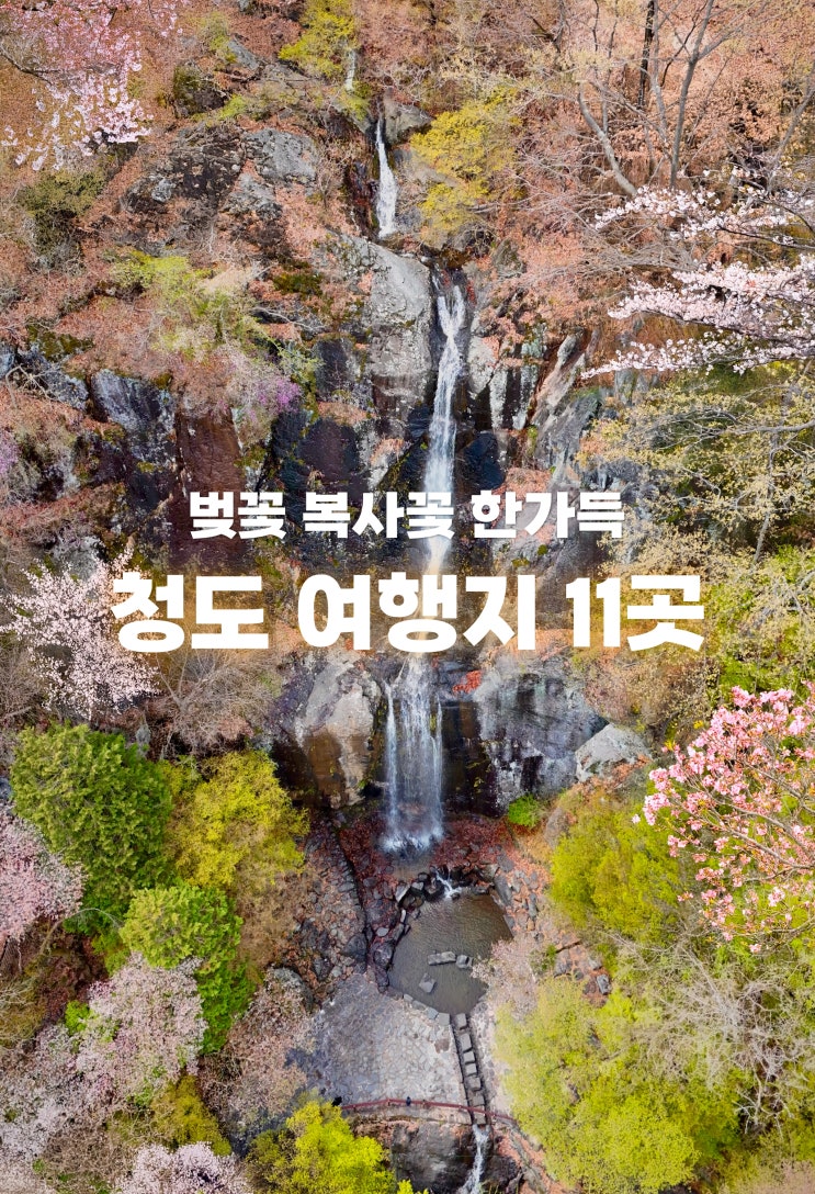  청도 1박2일 봄꽃 여행 코스 가볼만한곳 11
