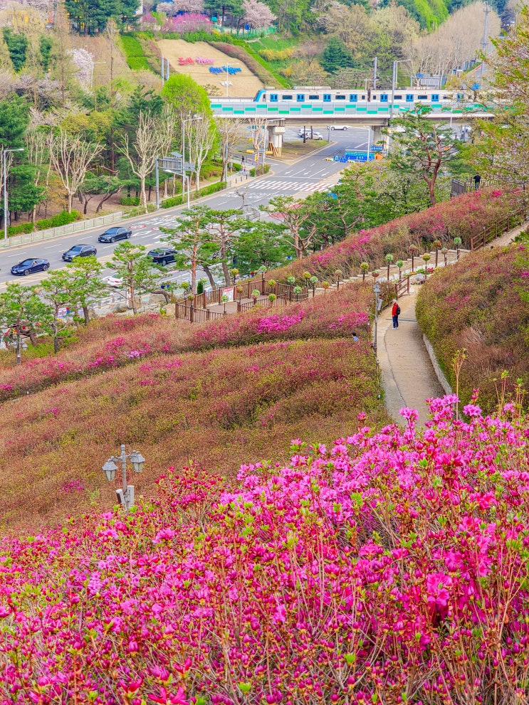  2025 봄꽃축제, 군포 산본 철쭉동산 개화 현황(수리산역, 철쭉제 포토존)