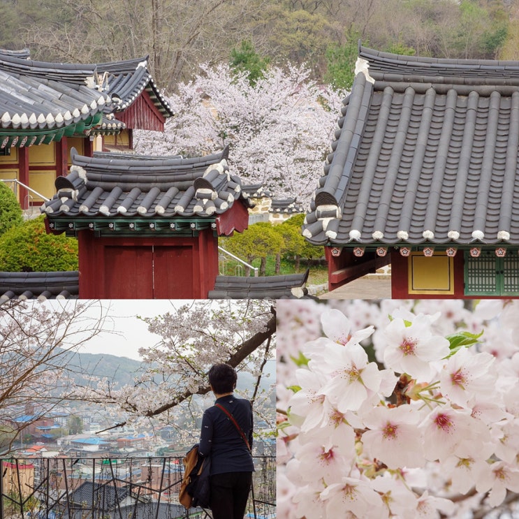  서울보다 한 주 늦게 피는 벚꽃, 이번 주말 강화도 벚꽃여행을 떠나자