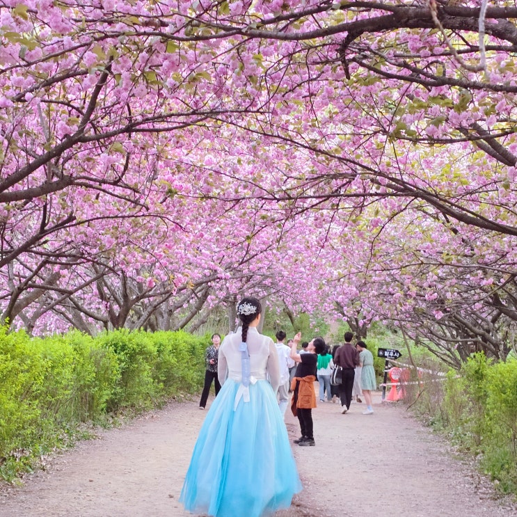  전주 완산칠봉꽃동산 겹벚꽃 만개! 5월 전 가야할 전주 여행 코스 추천