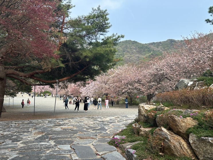  각원사 겹벚꽃 실시간 2025년4월18일(금) 최근5년간 개화시기 비교분석