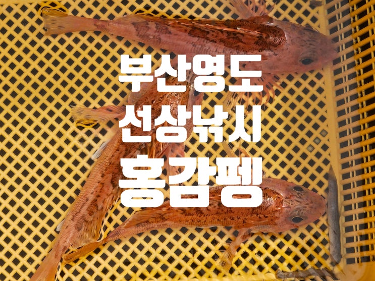  부산 선상낚시 홍감펭 잡으러2025. 4. 12.