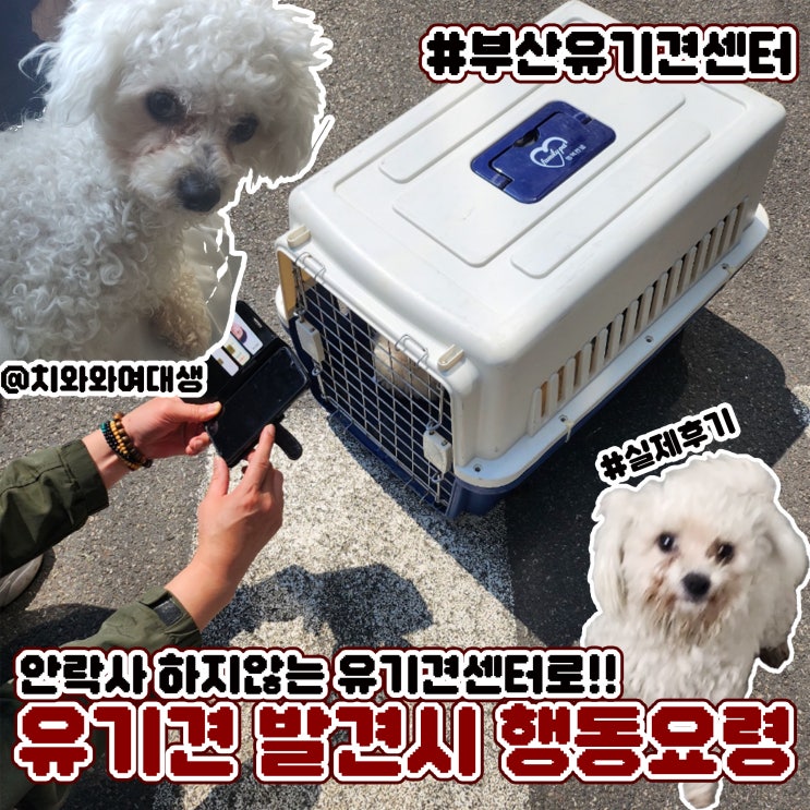  유기견 발견시 대처법 신고방법 부산 유기견센터 연락처 안락사 방지