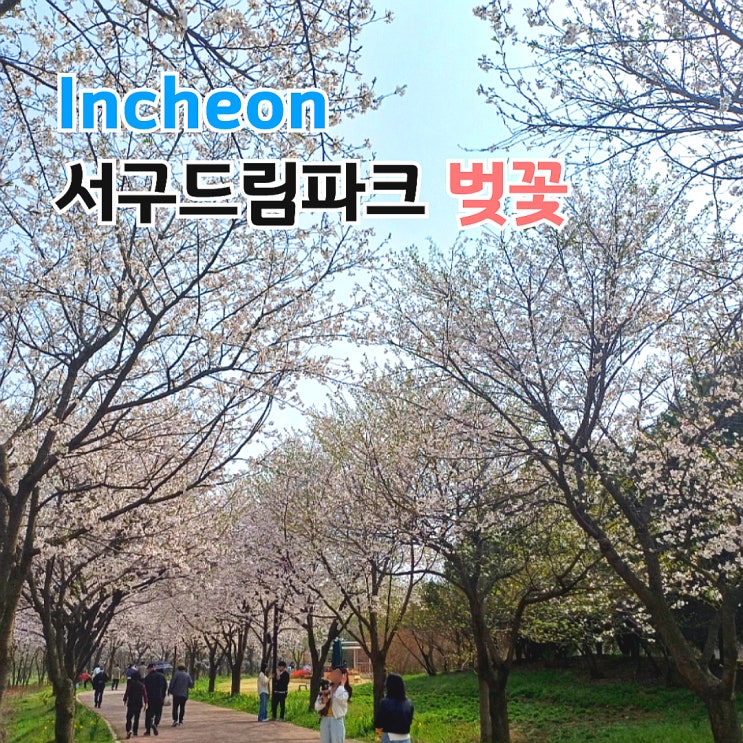 인천 서구 드림파크 벚꽃 실시간 정보  축제가 끝나도 가볼만한 곳 돗자리
