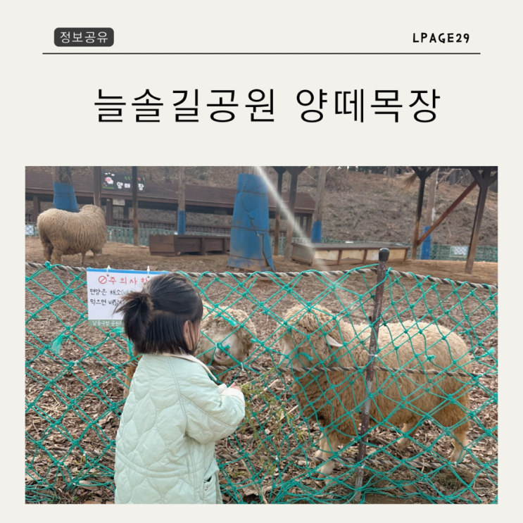  인천 아이랑 주말나들이 늘솔길공원 양떼목장