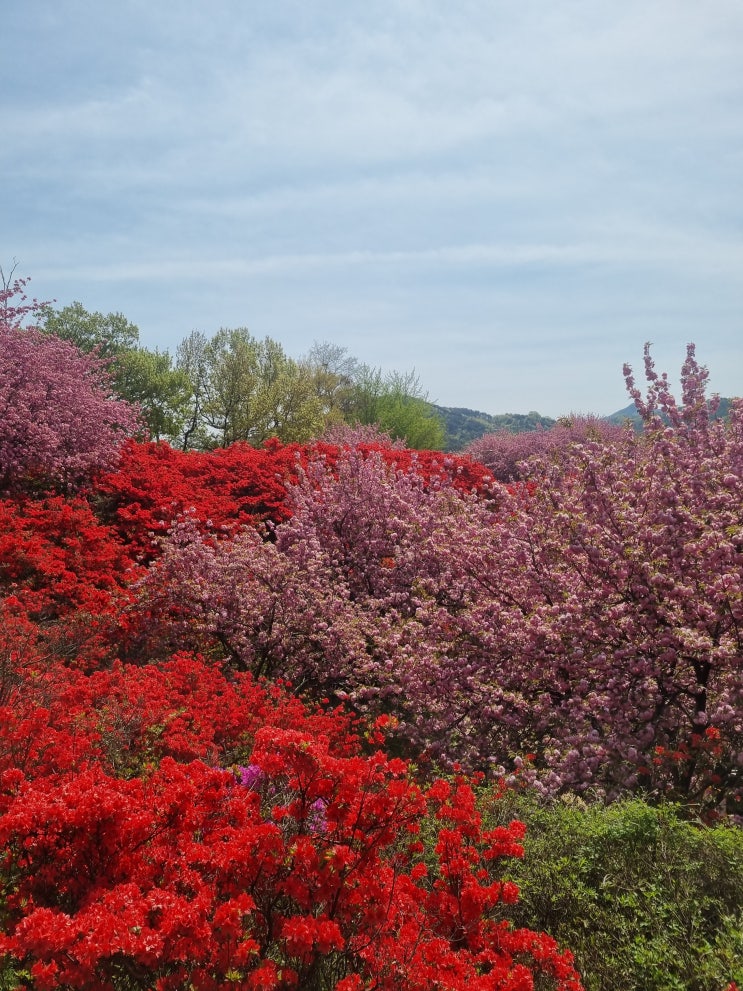  겹벚꽃 만개 명소 전주 완산칠봉꽃동산