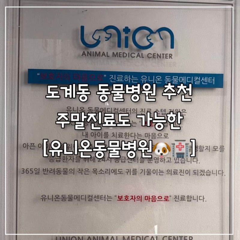 [창원 도계동 동물병원] 11살 말티즈 눈 이상 & 심장 초음파 진료 후기 (365일 진료하는 유니온....