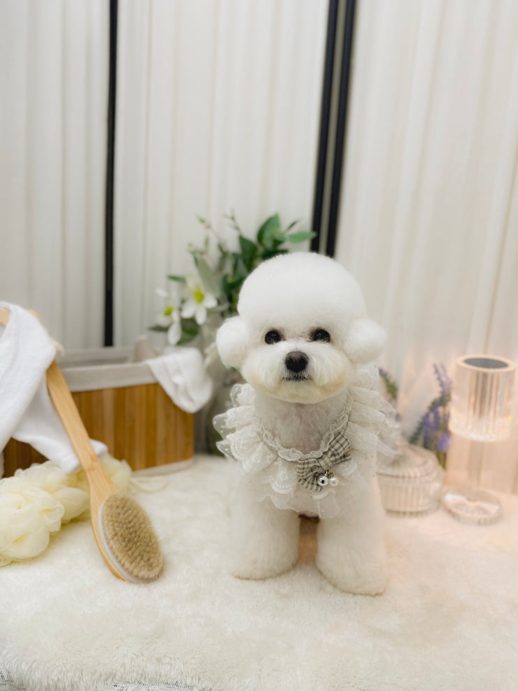  배곧 강아지 미용은 유러피안 스타일 풀 코스로 젤리펫살롱