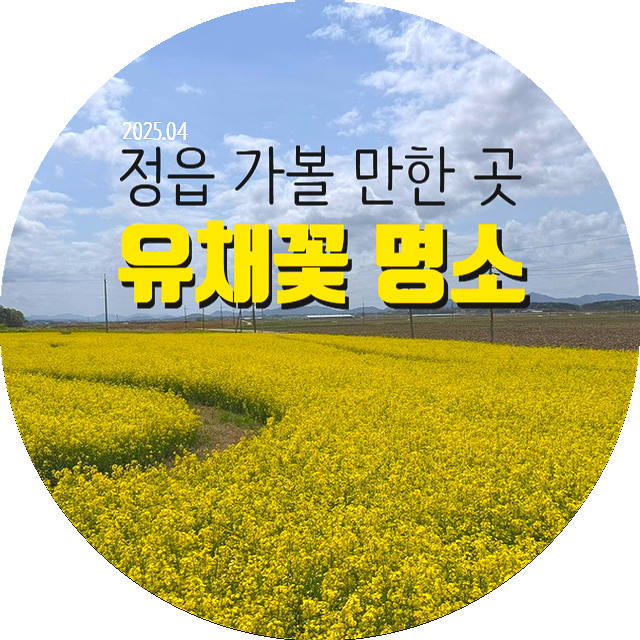  정읍 유채꽃 숨은 명소 현지인 추천 가볼 만한 곳