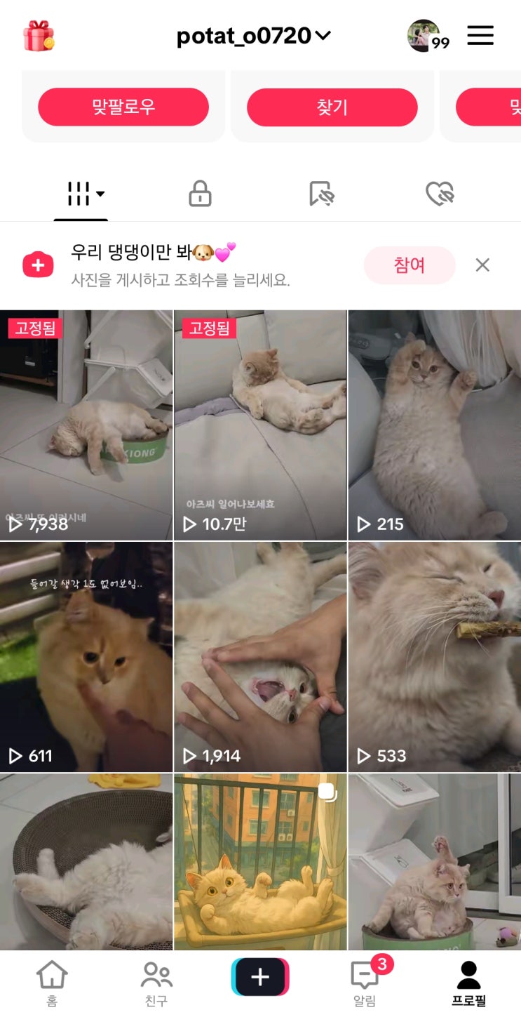  고양이 잠자는 모습 츄르에 취한 감자 틱톡 10만