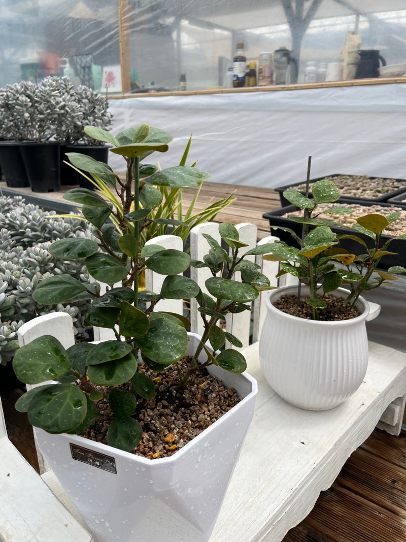 휘커스 델토이데아(Ficus deltoidea) 은방울 고무나무 특징 및 가지치기 방법이다.