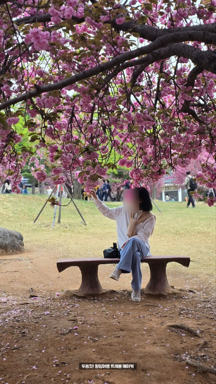  경주 겹벚꽃 명소 불국사, 명활성 진평왕릉 추천