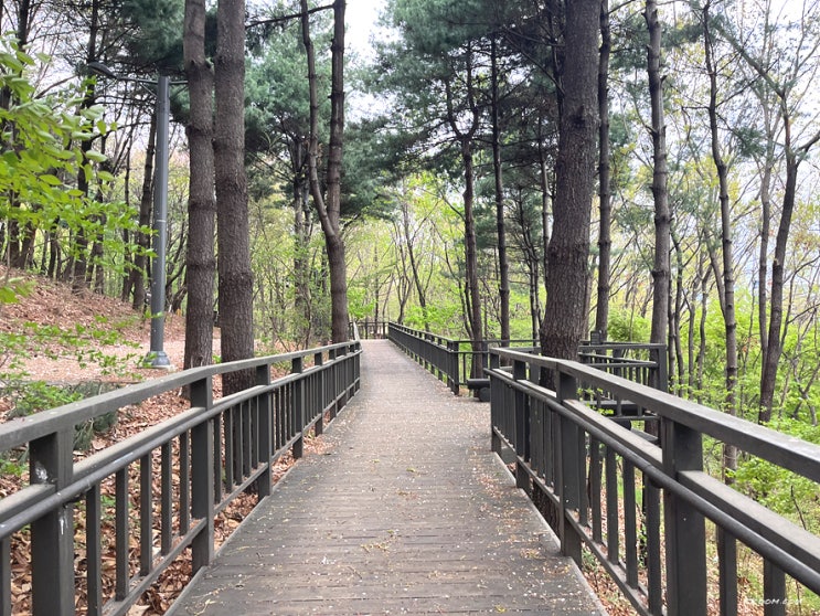 마포구 상암동 매봉산~하늘공원~메타세쿼이아 길 - 서울 둘레길 15코스 걷기 추천 마포구 상암동 매봉산~하늘공원~메타세쿼이아 길 - 서울 둘레길 15코스 걷기 추천