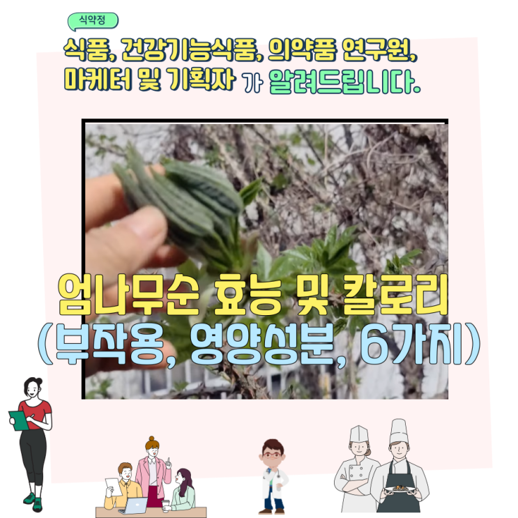  엄나무순 효능 및 칼로리 (부작용, 영양성분, 6가지)