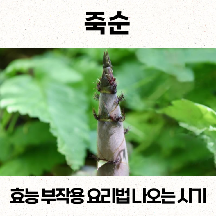  죽순효능 부작용 요리법 나오는 시기