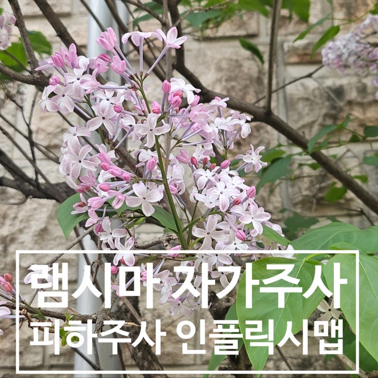  [크론병] #17 램시마 피하주사 / 인플릭시맵 / 자가 주사