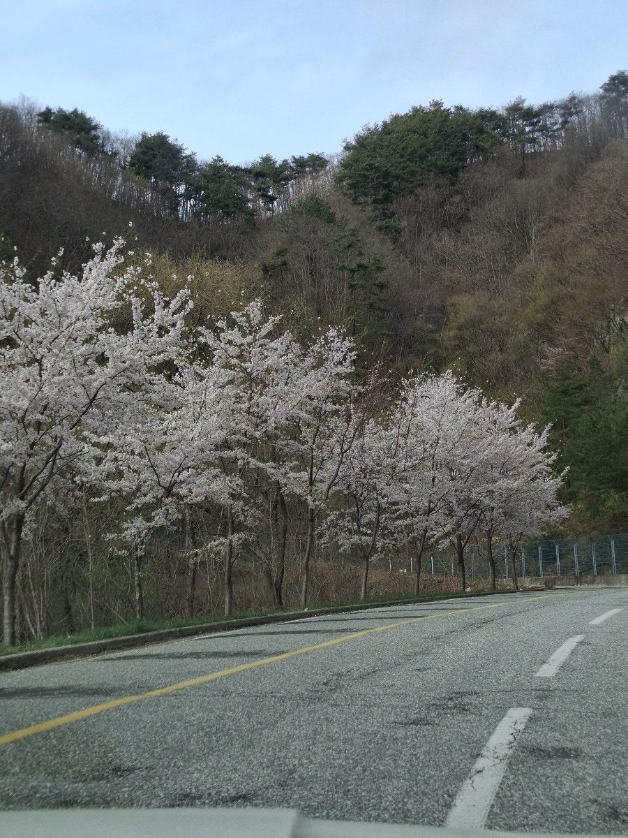 오십리벚꽃길 사진 3