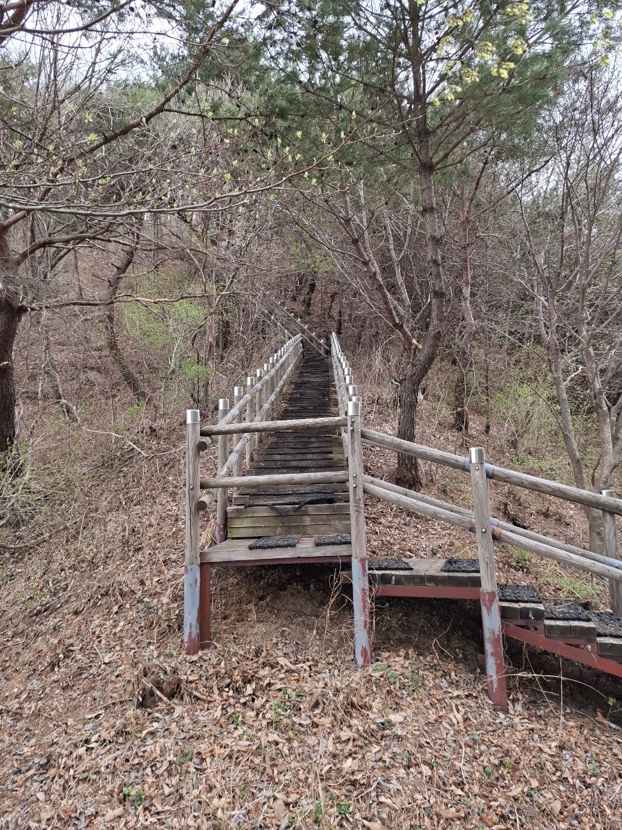 오십리벚꽃길 사진 6