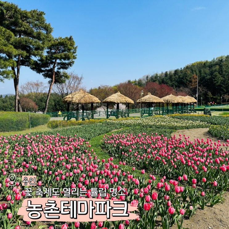  용인 농촌테마파크 입장료 꽃 축제 열린 튤립 명소