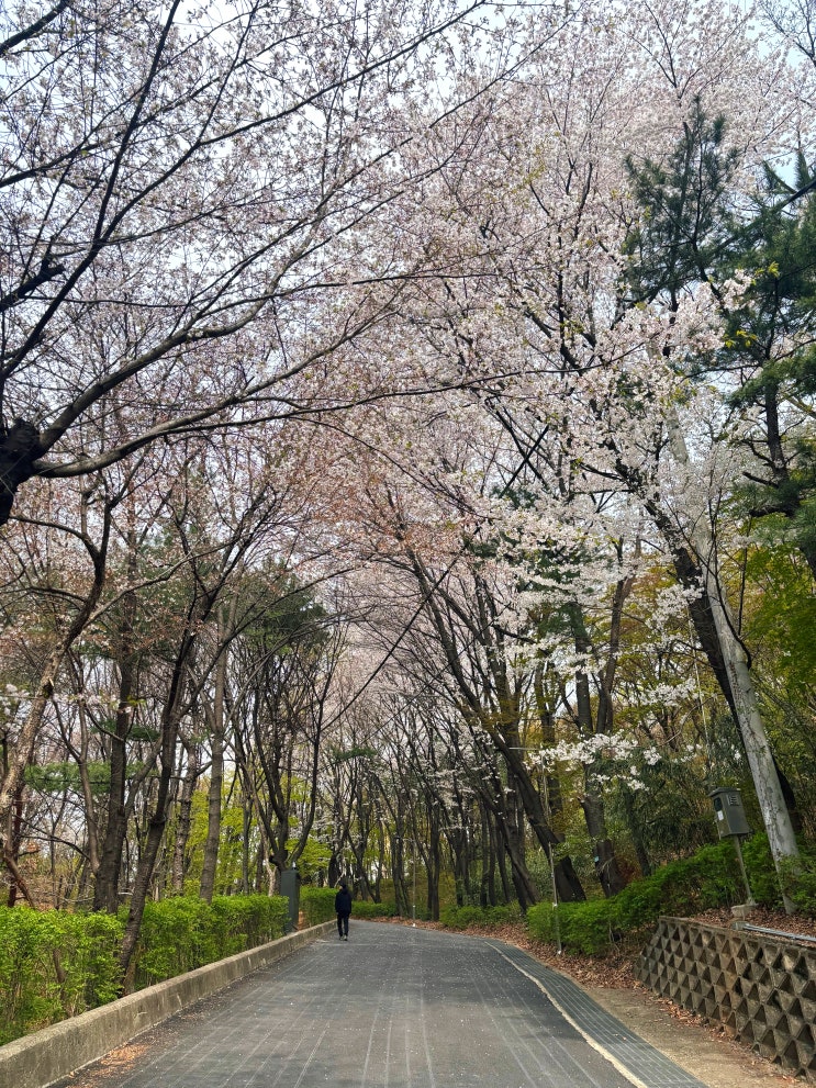  서울 양천구 용왕산 둘레길 탐방기 (키 큰 벚꽃나무들이 대궐처럼 펼쳐진 멋진 산책길 속으로)