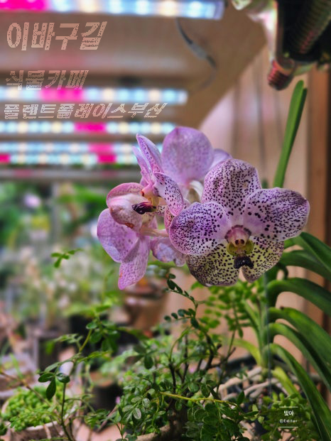  이바구길 핫플레이스, 식물과 커피의 만남! 플랜트 플레이스 부산 방문기