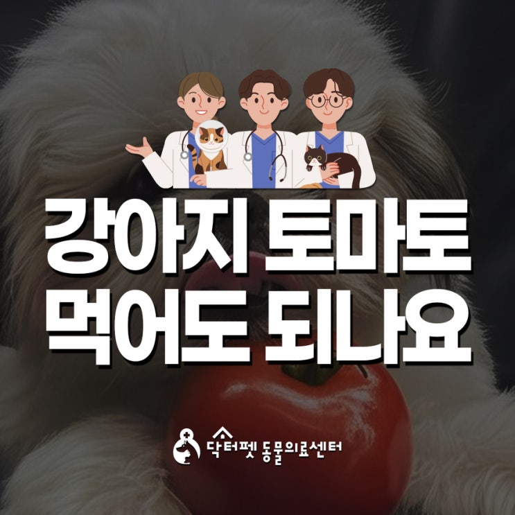  강아지 토마토 먹어도 되나요 부산 365일 진료 동물병원