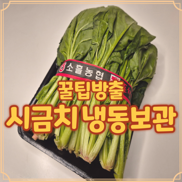  시금치 냉동보관 싱싱하게 오래 두는 꿀팁