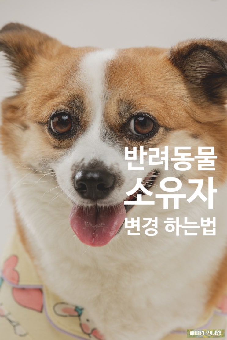  반려동물 소유자 변경하는 법, 정부24에서 강아지 주인 이전등록 방법