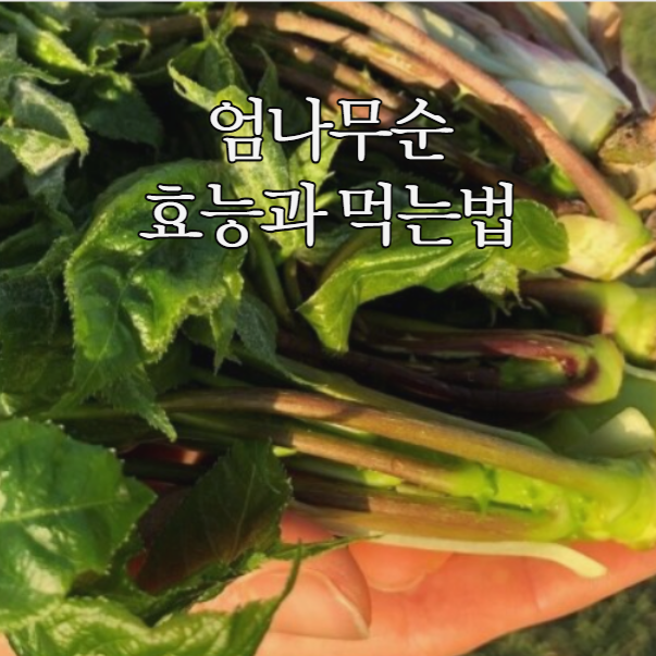  엄나무순 효능 봄철 먹는법과 주의사항 부작용