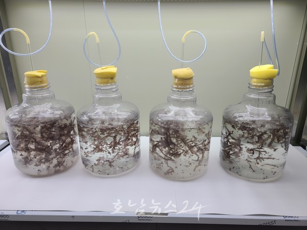  전남도, 멸종위기 옛날 토종 ‘참김’ 신품종 개발에 집중..2028년까지 복원 기대