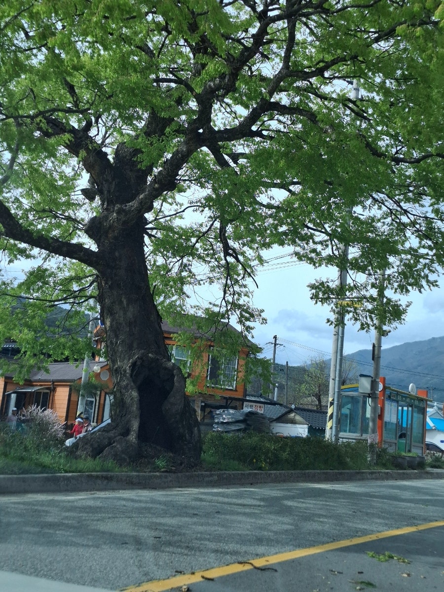 오십리벚꽃길 사진 2