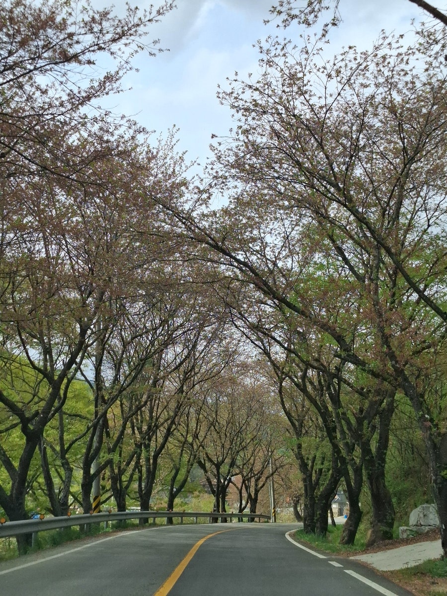 오십리벚꽃길 사진 1