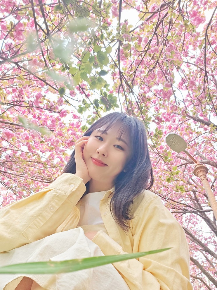 부산 민주공원 겹벚꽃 개화 상황 꽃놀이 구경 부산 민주공원 겹벚꽃 개화 상황 꽃놀이 구경