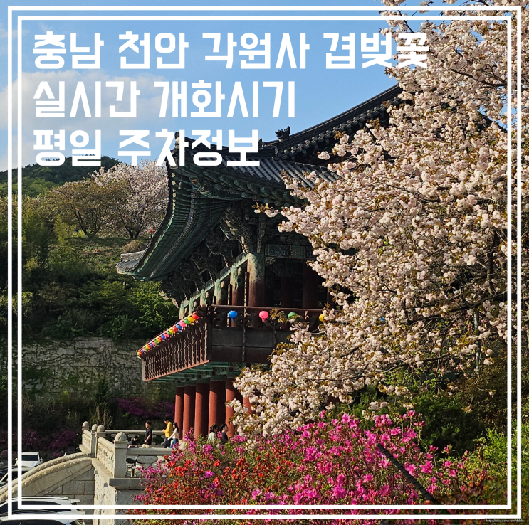  2025 충남 천안 각원사 주차 겹벚꽃 실시간 개화시기